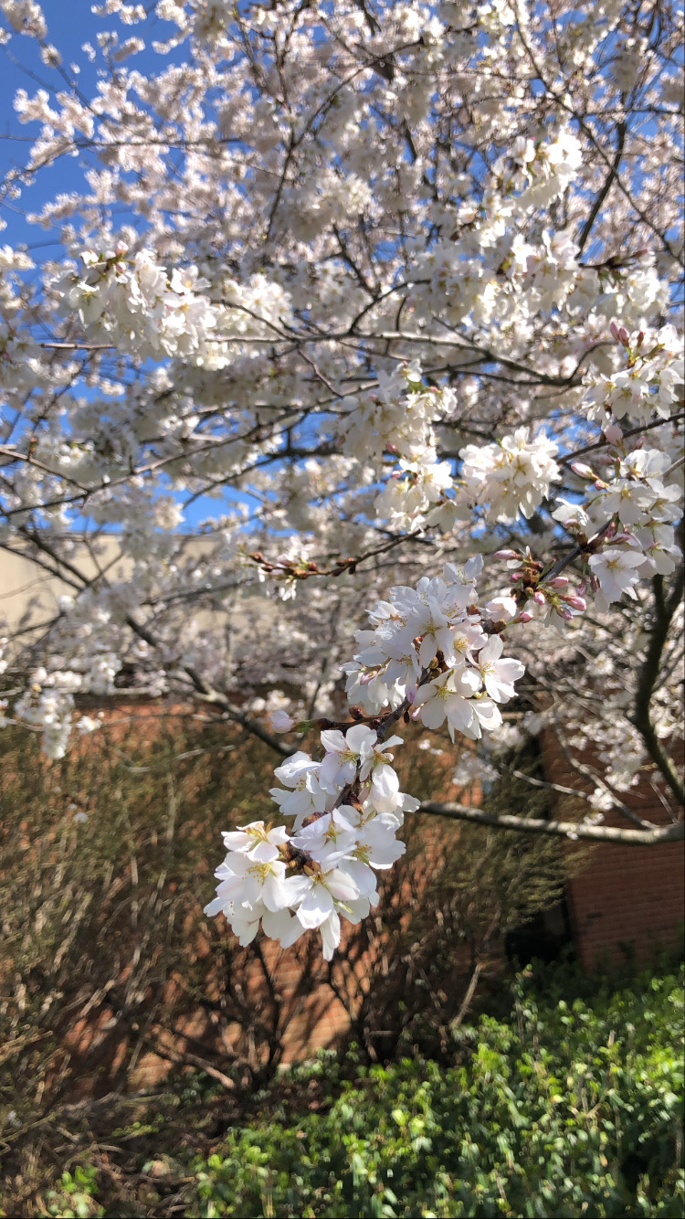 大学のキャンパスに咲く桜