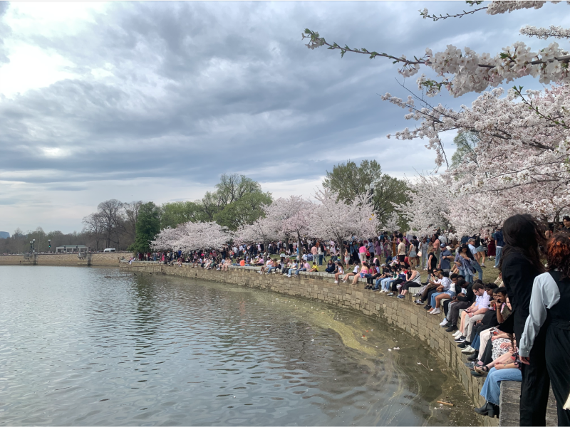 ワシントンDCの桜