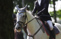 馬術・馬学でアメリカ留学イメージ