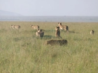 1月を活用！ケニアに行ってきました！イメージ