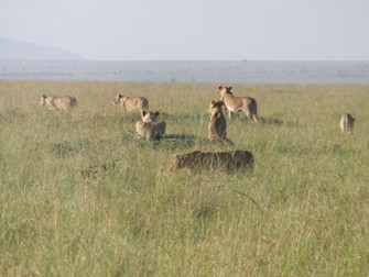 マサイマラ国立公園でのメスライオンの群れ