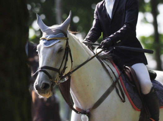 馬術・馬学でアメリカ留学イメージ