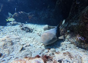 Nurse shark コモリザメ おとなしいサメです。