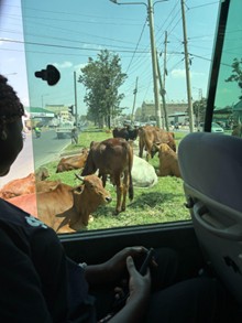 道端にはやぎや牛、鶏などがいました。